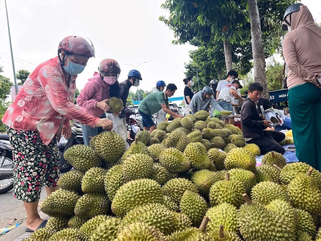 Vì sao giá nhiều mặt hàng trái cây chủ lực ở miền Tây liên tiếp chạm đáy? -0