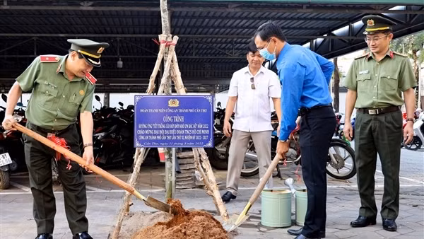 Vì sao Thừa Thiên-Huế di dời cây xà cừ cổ thụ 150 tuổi giữa… mùa hè? ảnh 5