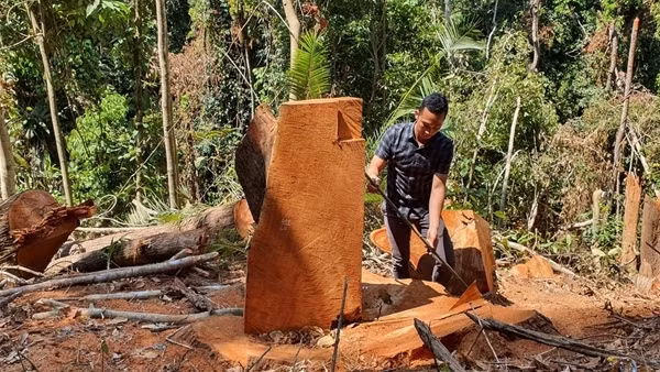 Nguyên Chủ tịch Ủy ban MTTQ xã và đồng phạm lãnh án tù vì phá rừng ảnh 4
