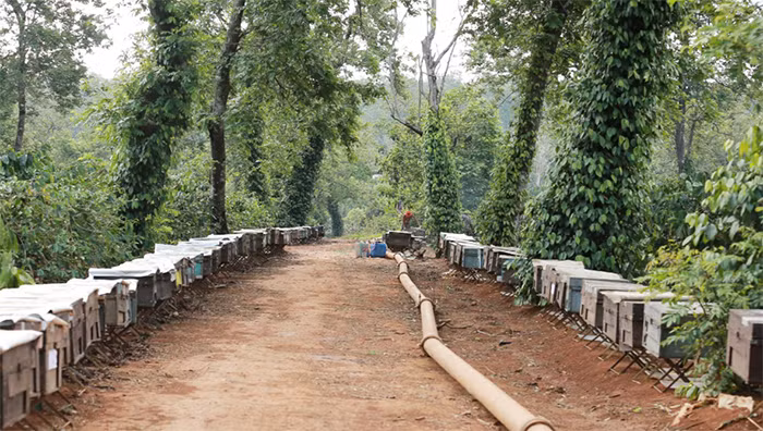 Mùa mật ong 
