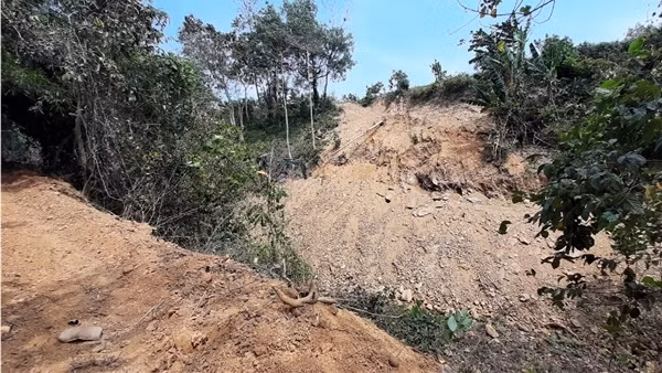 Bình Định, Quảng Ngãi đề nghị chuyển mục đích sử dụng hơn 85 ha rừng để làm cao tốc ảnh 3