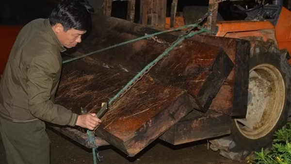Kiểm lâm vây bắt “lâm tặc” lúc rạng sáng