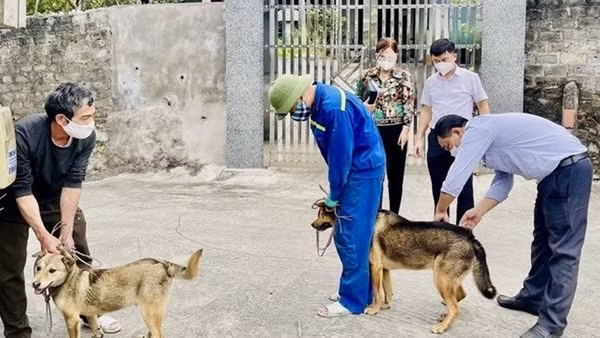 Cháu bé 8 tuổi tử vong sau hơn 4 tháng bị chó dại cắn