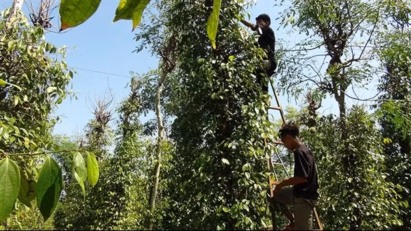Tiêu được mùa được giá, nông dân phấn khởi