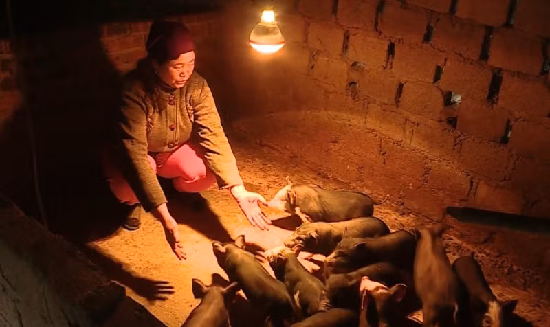 Nông dân và vật nuôi vùng cao Sơn La co ro trong giá rét -0