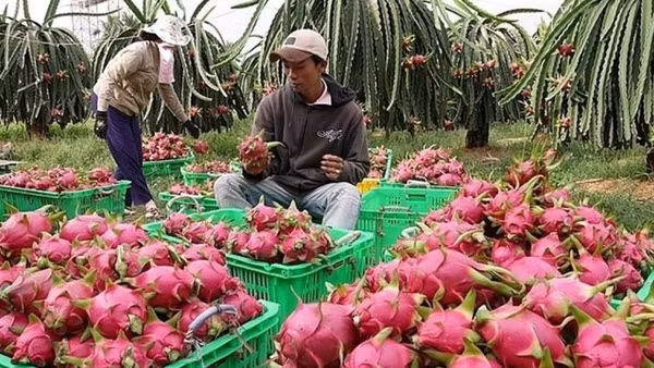 Cần chuẩn hóa vấn đề chất lượng nông sản xuất khẩu sang Trung Quốc
