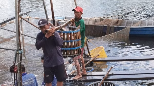 Thận trọng khi cá tra “sốt” giá