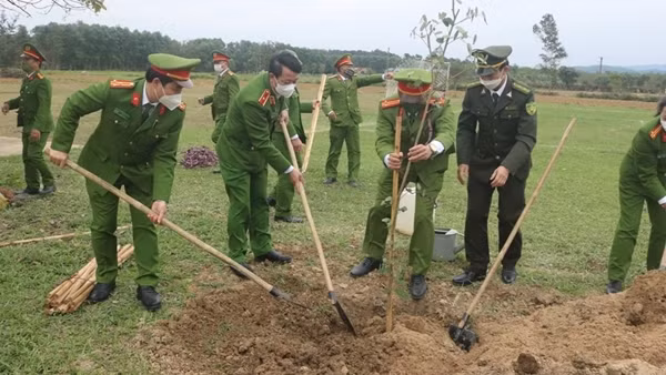 Vì sao Thừa Thiên-Huế di dời cây xà cừ cổ thụ 150 tuổi giữa… mùa hè? ảnh 6