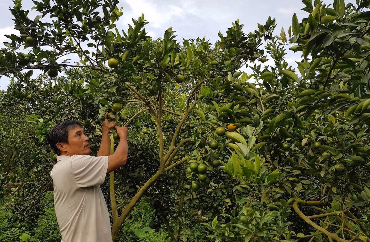 Dấu hiệu tội phạm vụ chủ vựa trái cây chuyển nhượng 