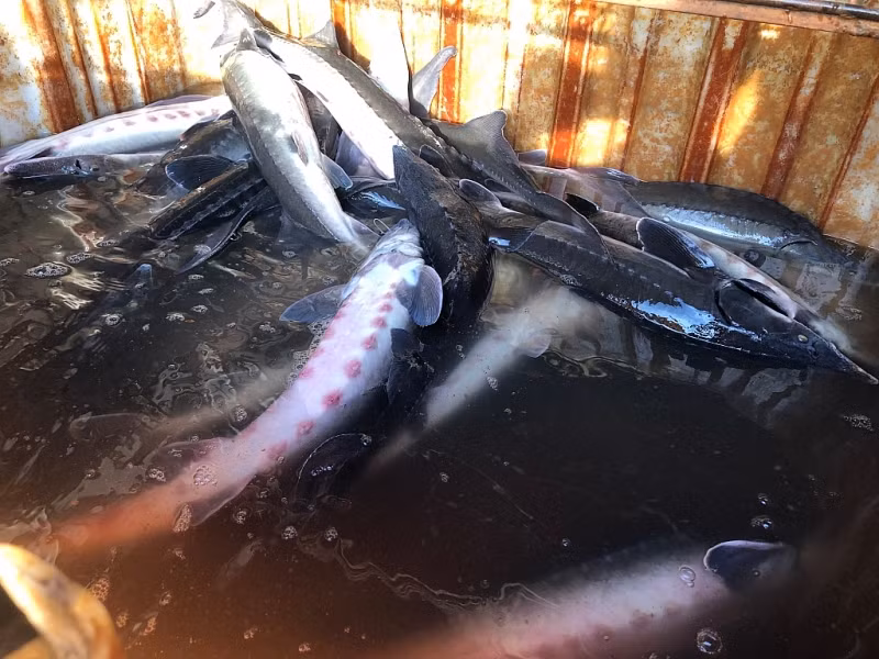 Cá tầm chỉ được đưa vào sử dụng sau khi Hải quan xác nhận thông quan -0