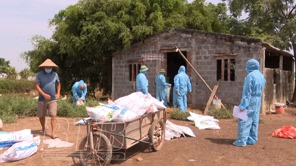 Xuất hiện nhiều ổ dịch cúm gia cầm A/H5N8 có thể lây sang người
