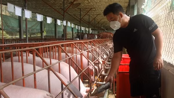 Nỗi lo của người chăn nuôi chuẩn bị nguồn thực phẩm Tết
