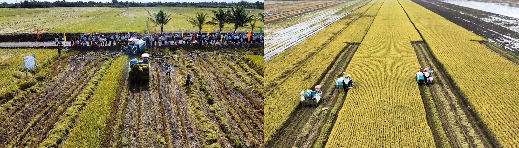 Hướng tới sản xuất lúa giảm phát thải -0