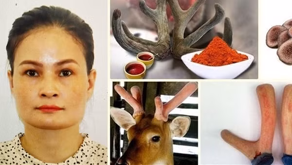 Vạch trần thủ đoạn lừa đảo của người đàn bà bán nhung hươu