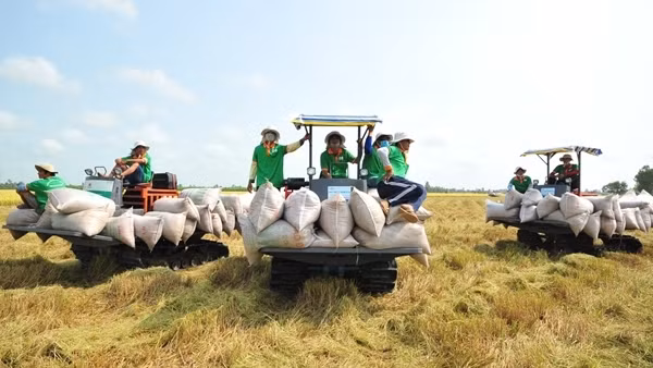 Kiểm tra việc thực thi các quy định pháp luật về kinh doanh xuất khẩu gạo