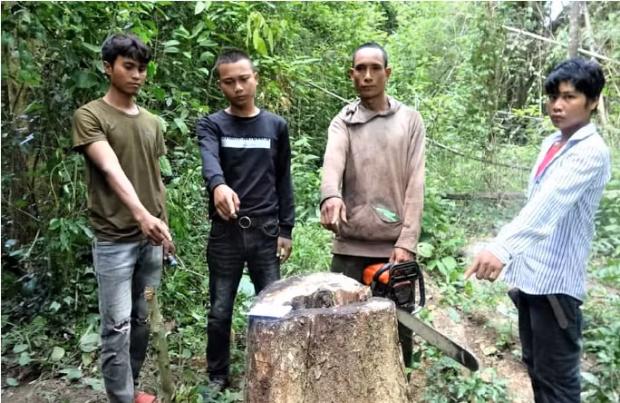 Rủ nhau vào khu bảo tồn đốn gỗ quý -0