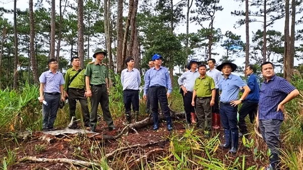 Phát hiện vụ phá rừng ở Đoàn Kinh tế quốc phòng Lâm Đồng