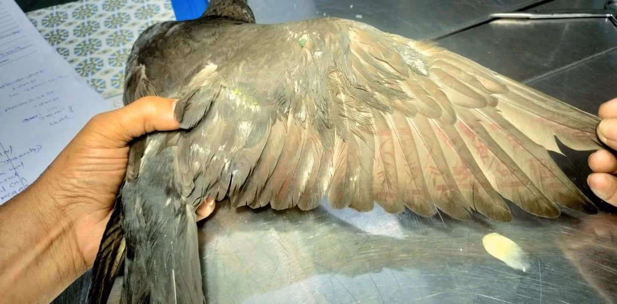 “Điệp viên” lông vũ vẫn được tin dùng -0