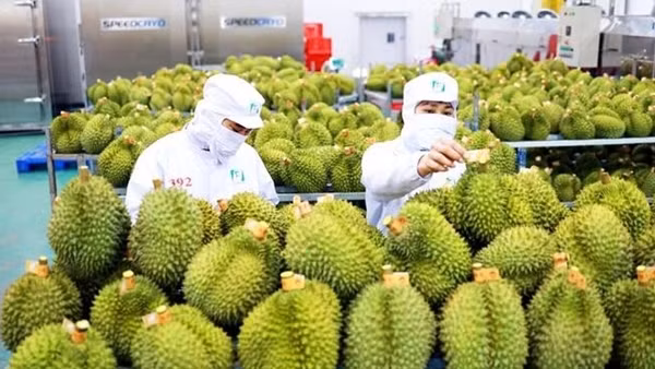 Cảnh báo hành vi gian lận thương mại xuất khẩu sầu riêng