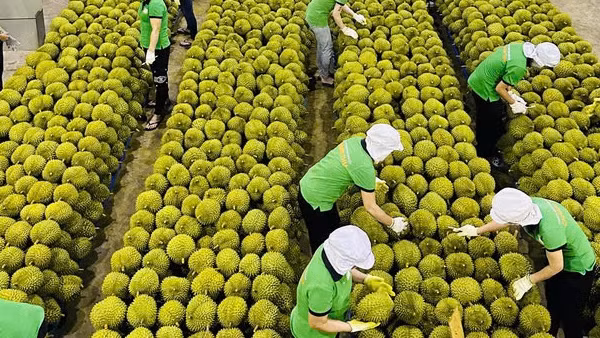 Hạn chế tối đa doanh nghiệp vi phạm chất vàng O trong sầu riêng