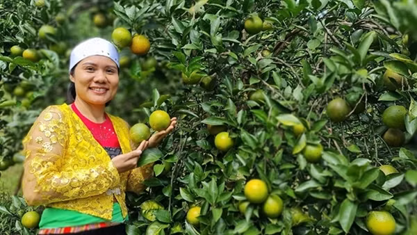 Vốn chính sách giúp nhiều nữ đảng viên vùng cao phát triển thành công kinh tế gia đình