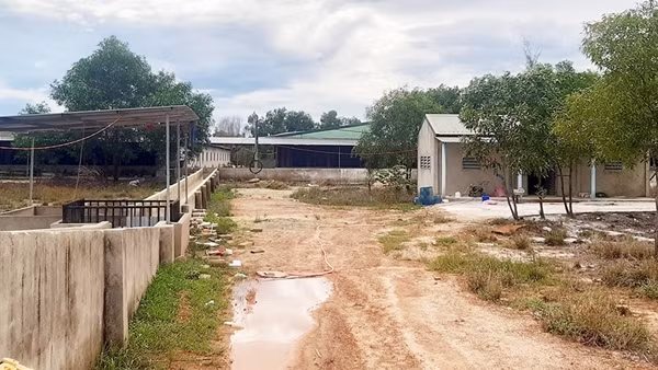 Nỗi lo của người chăn nuôi chuẩn bị nguồn thực phẩm Tết ảnh 3