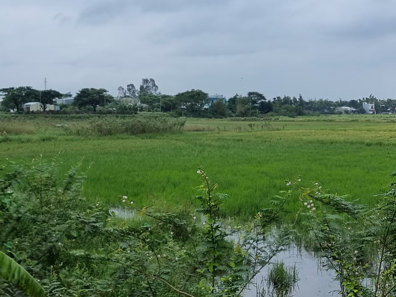 “Xí phần” dự án trước khi được chấp thuận chuyển đổi mục đích sử dụng đất -0