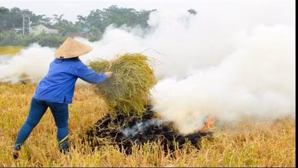 Kiếm tiền tỉ từ vỏ hạt điều ảnh 2