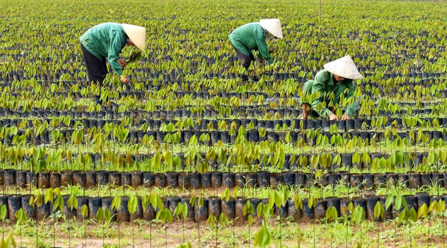 VRG vững vàng trên con đường xanh hóa -1