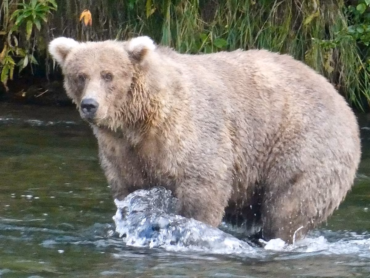 Cuộc thi tìm chú gấu béo nhất ở Alaska -0