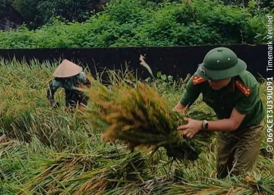 Công an xã Vạn Xuân giúp dân gặt lúa “chạy bão” -0