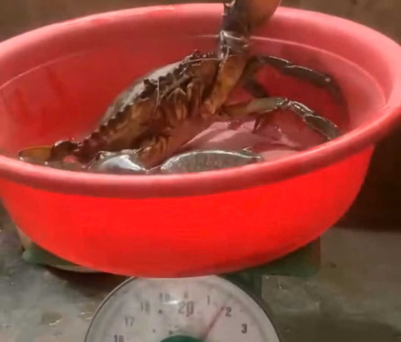 Anh nông dân ở Sóc Trăng bắt được con cua khủng -0