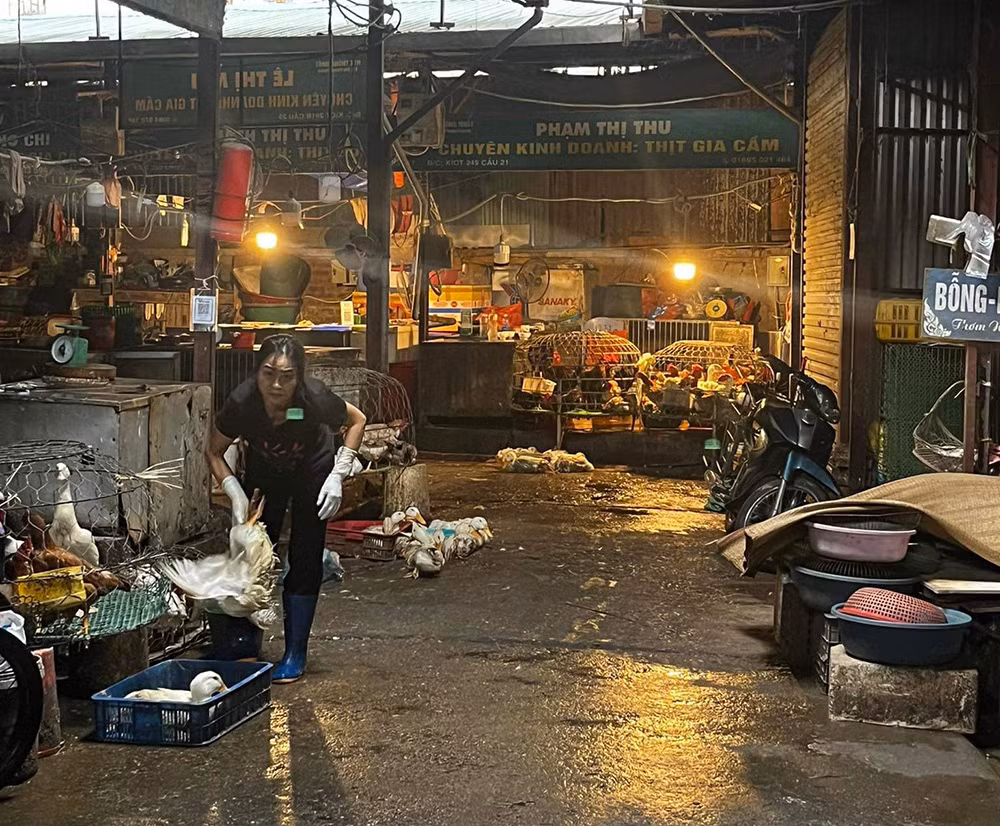 Mất an toàn thực phẩm từ giết mổ gia cầm tự phát -0