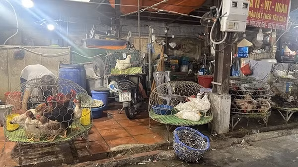Mất an toàn thực phẩm từ giết mổ gia cầm tự phát