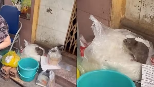 Xử phạt hành chính và đóng cửa quán ăn có chuột "chễm chệ" trên túi bún