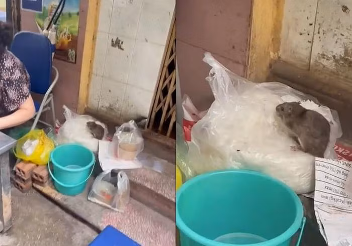 Vụ con chuột ngồi trên túi bún: Xử phạt chủ quán 2,25 triệu, yêu cầu dừng hoạt động -0