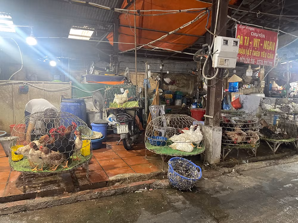Mất an toàn thực phẩm từ giết mổ gia cầm tự phát -0