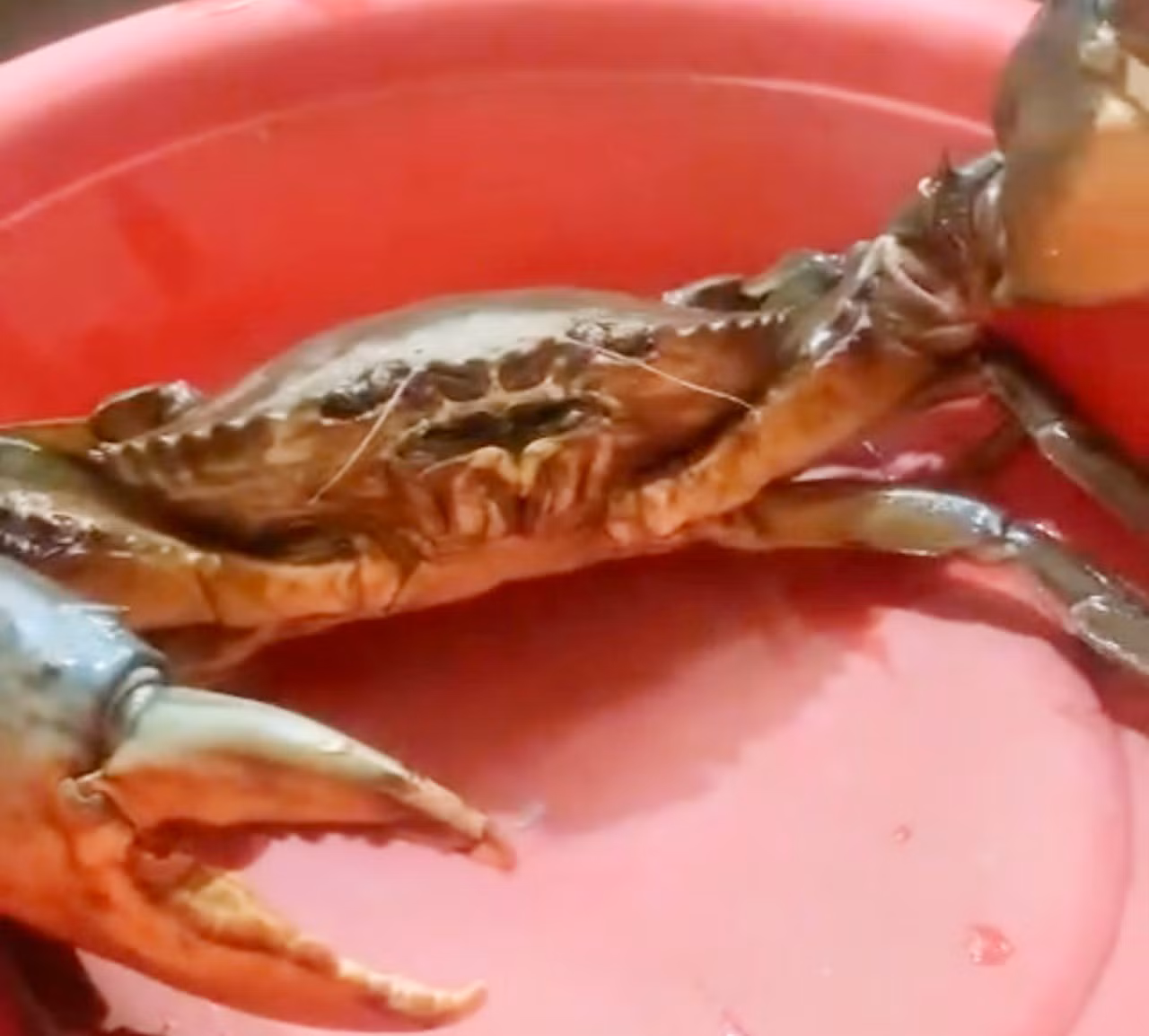 Anh nông dân ở Sóc Trăng bắt được con cua khủng -1