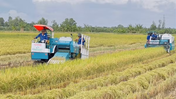 Cần nhiều giải pháp đồng bộ sớm ổn định thị trường lúa gạo Đồng bằng sông Cửu Long
