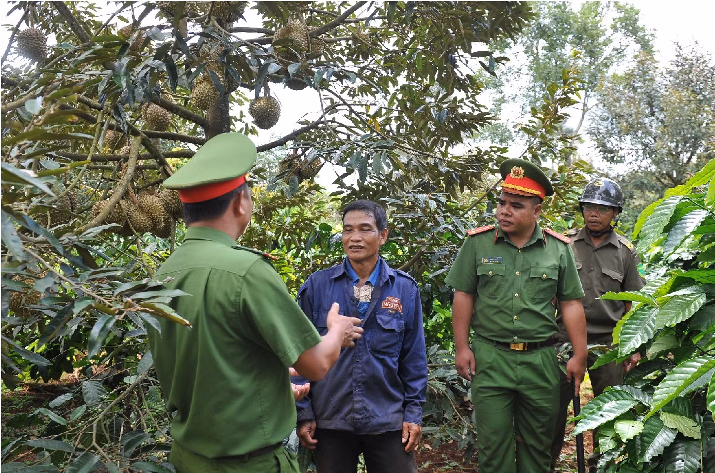 Xử lý nghiêm những thương lái bất chấp pháp luật trong mua bán sầu riêng -0