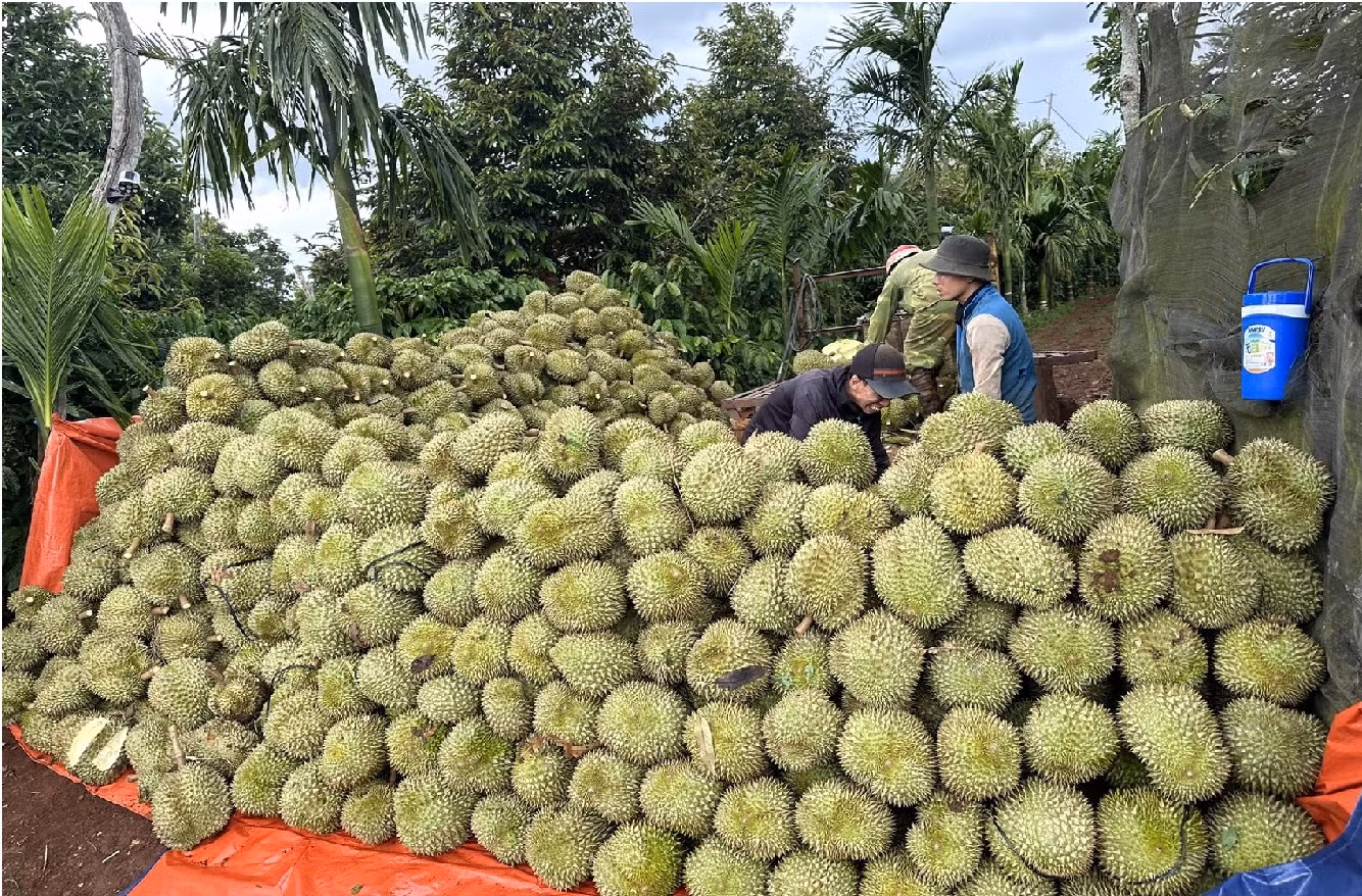 Xử lý nghiêm những thương lái bất chấp pháp luật trong mua bán sầu riêng -0