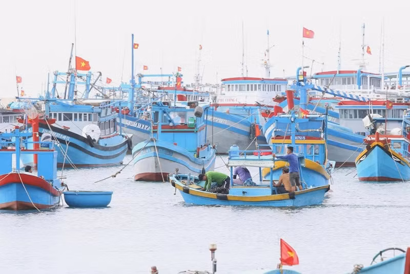Ngư dân, doanh nghiệp xoay trục tiết kiệm ứng phó với giá nhiên liệu -0