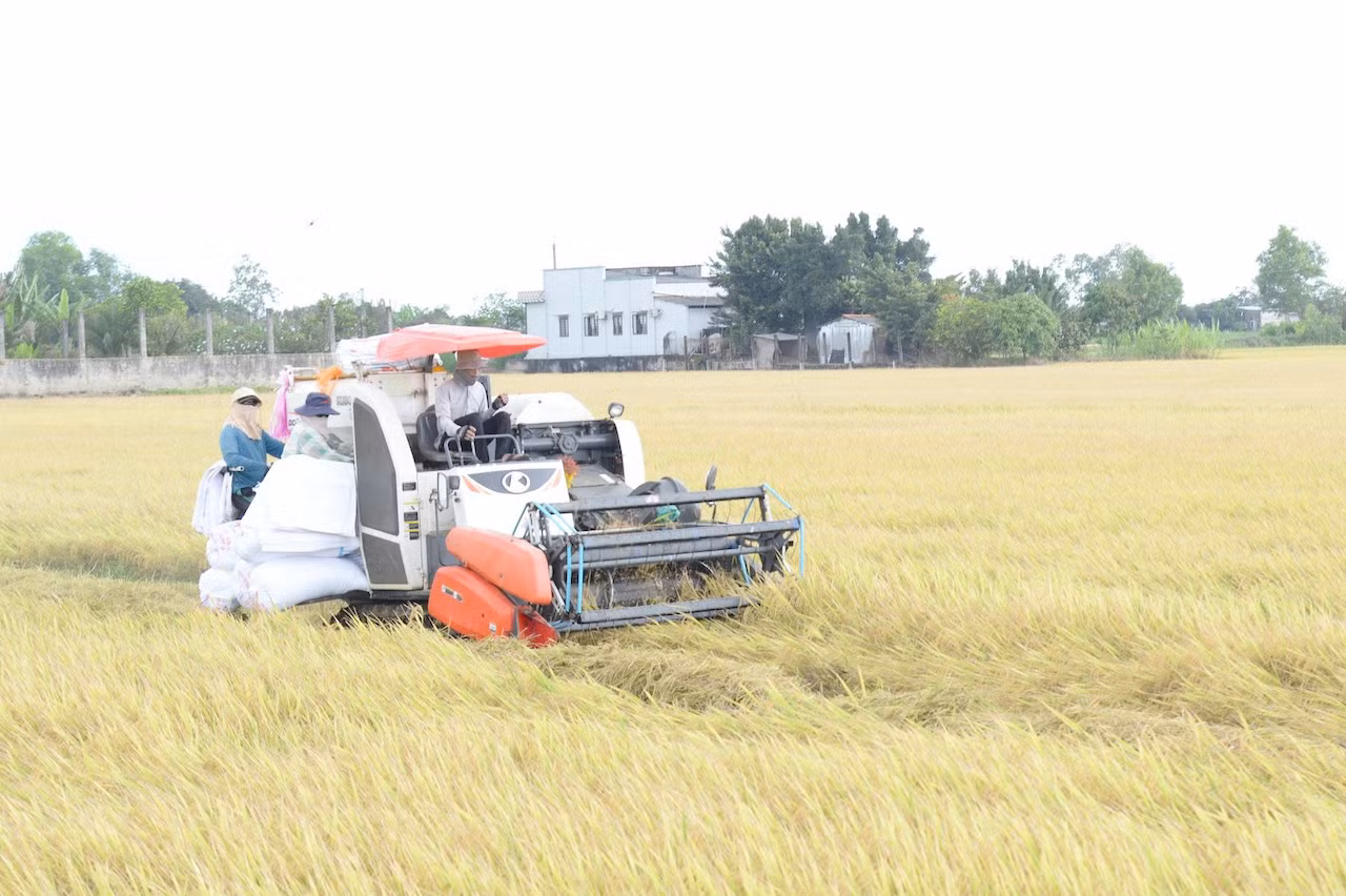Cần nhiều giải pháp đồng bộ để sớm ổn định thị trường lúa gạo ĐBSCL -0