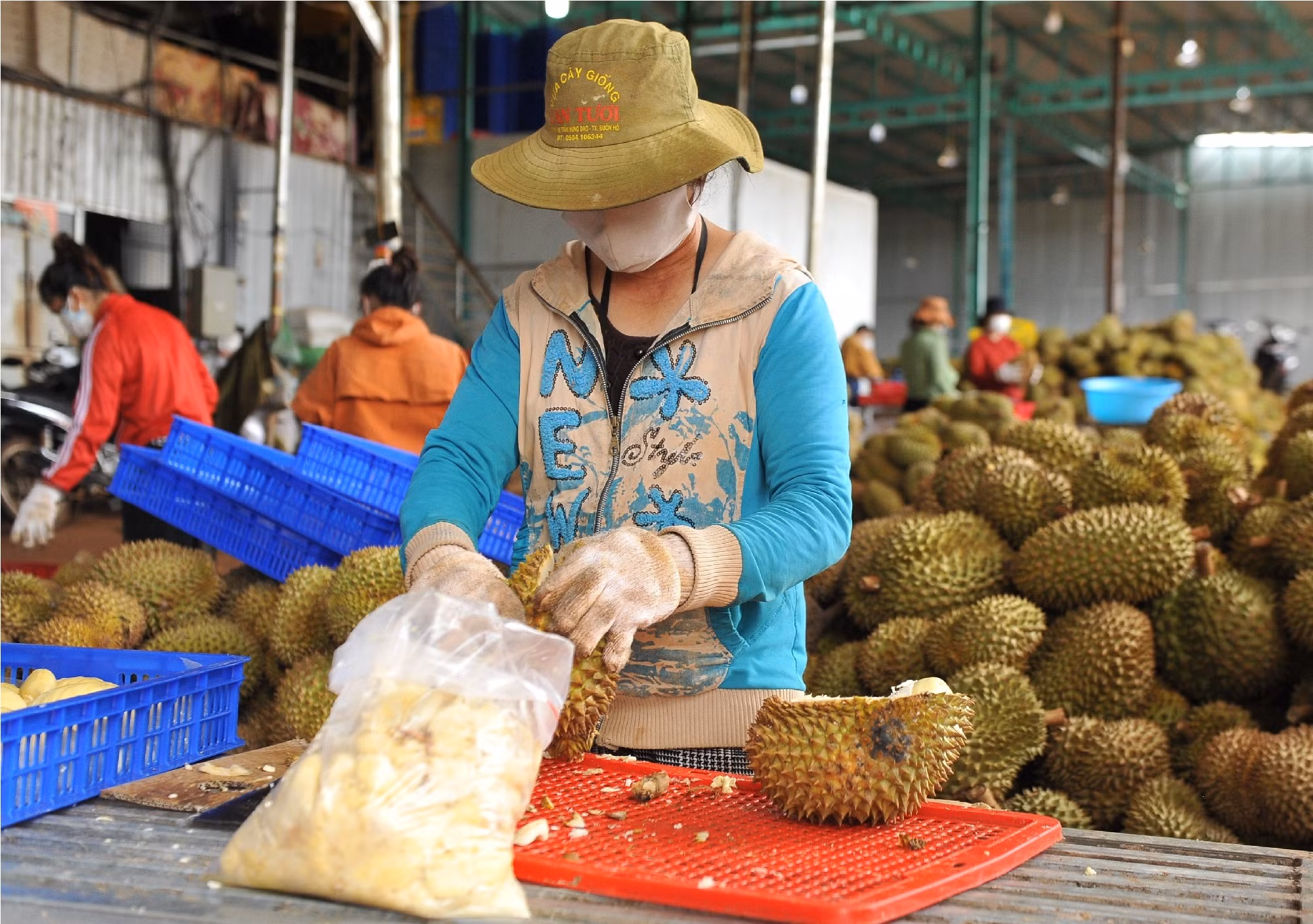 Xử lý nghiêm những thương lái bất chấp pháp luật trong mua bán sầu riêng -0