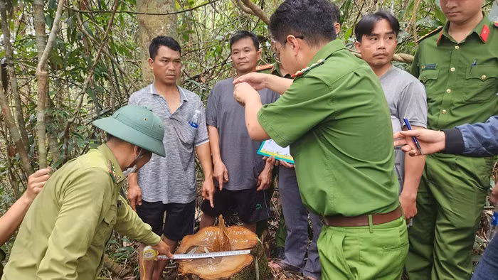 Nhân viên bảo vệ rừng cầm đầu nhóm lâm tặc khai thác gỗ quý -0