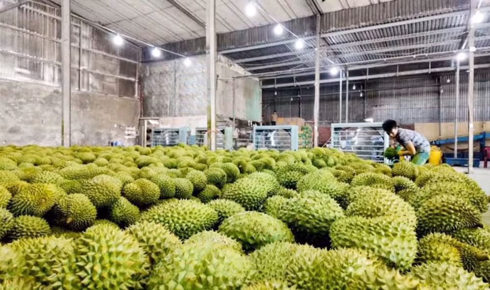 Sầu riêng, vận may của người nông dân -0