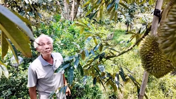 Sầu riêng - vận may của người nông dân