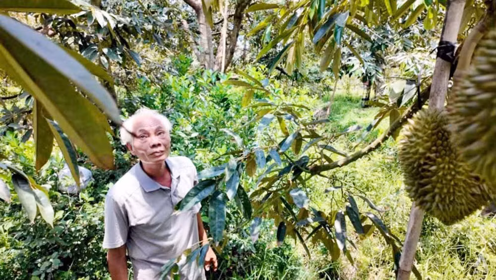 Sầu riêng, vận may của người nông dân -1