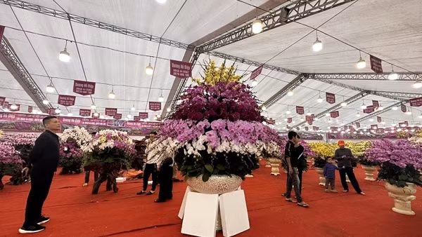 Chợ hoa, cây cảnh Tết vắng khách