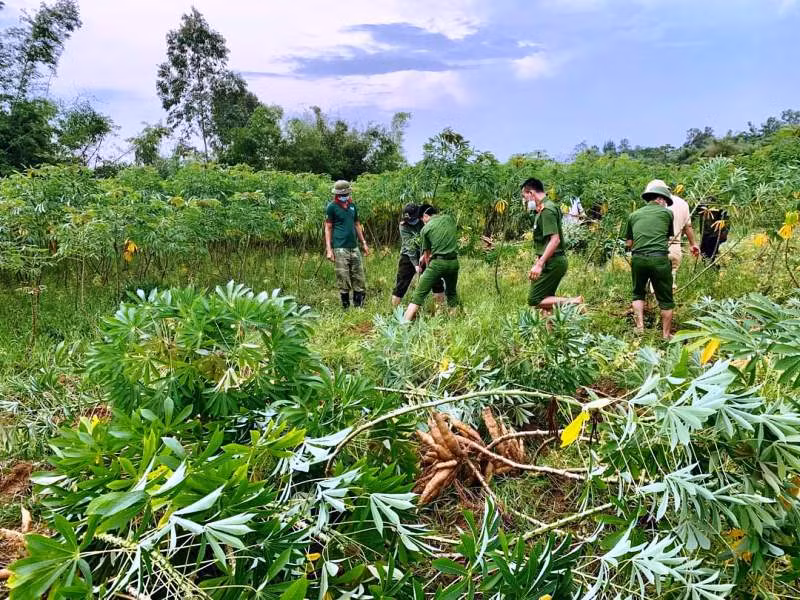 Giúp dân thu hoạch sắn tránh mưa gió làm hư hỏng -0